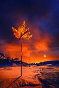 The_last_leaf