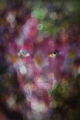 Torment_3