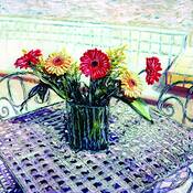 Gerbera