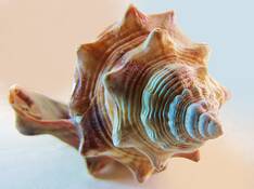 Conch