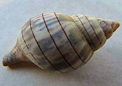 Lined_shell
