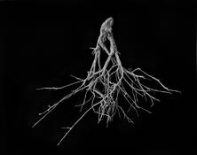 Branch