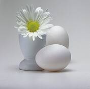 Study_in_white