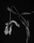 Dead_tulip__1