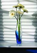 White_gerber_daisies