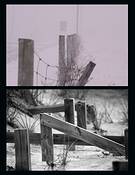 Antith_se_hivernale_7
