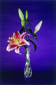 Lilies