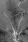 Maui_tree