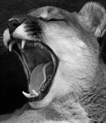 Cougar