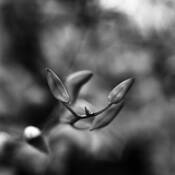 Botanica