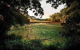 Swamp