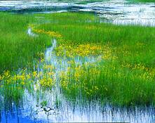 Bladderwort