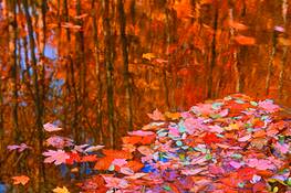 Carpet_of_leaves