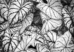 White_leaves