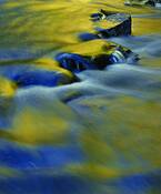 Autumn_gold