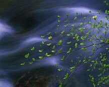 Dogwood_over_the_merced