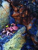 Hawaii_blue_885