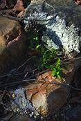 Natures_abstract_2380