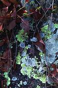 Natures_abstract_2400