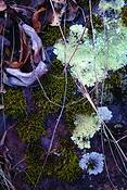 Natures_abstract_2407