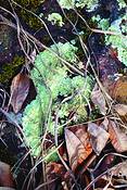 Natures_abstract_2423