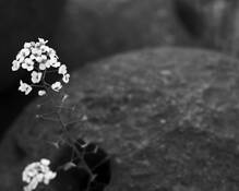 Cannonball_with_flowers