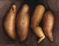 Limbs_and_yams