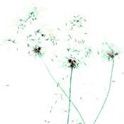 Make_a_wish_10