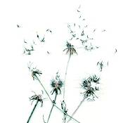 Make_a_wish_3