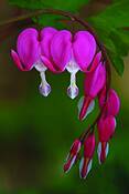 Bleeding_hearts