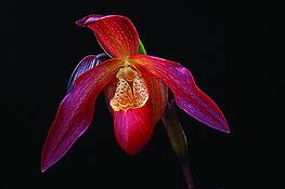 Red_orchid