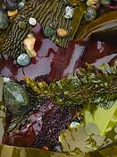 Kelp_and_scattered_pebbles