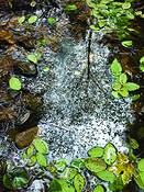 Pond_girdled_by_leaves