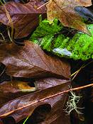 Suspended_lichen