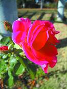 Untitled_41