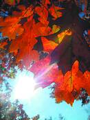 Untitled_44