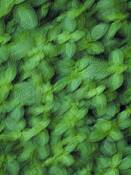 Untitled_99