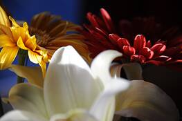 Living_nature_1
