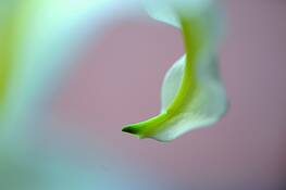 Living_nature_2