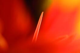 Living_nature_5