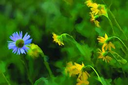 Wild_flowers__1