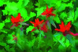 Wild_indian_paintbrushes__2