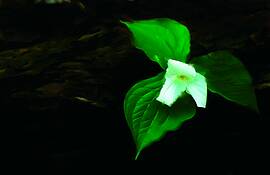 Wild_woodland_wildflower_1