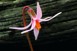 Wild_woodland_wildflower