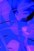 Blue_banana_i