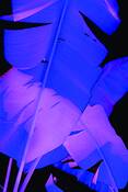 Blue_bannana_ii