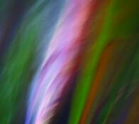 Painted_eucalyptus_i
