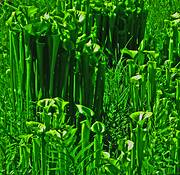 Plants