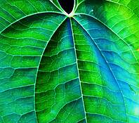 Veins_of_blue