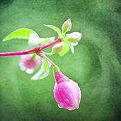 Botanical_studies_3